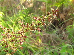 Scleria bracteata
