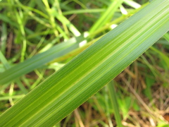 Scleria bracteata