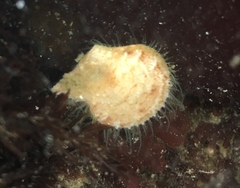 Crassadoma
