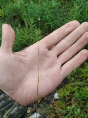 Carex sedakowii