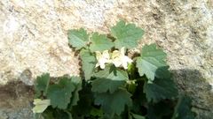 Asarina procumbens