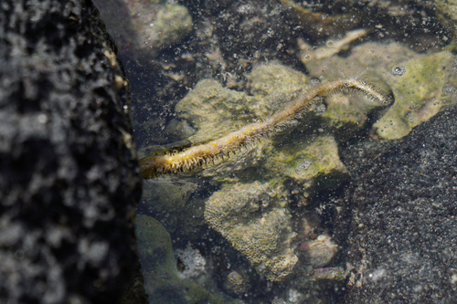 Ophiocoma scolopendrina, 2025-02-25