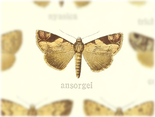 Oglasa ansorgei