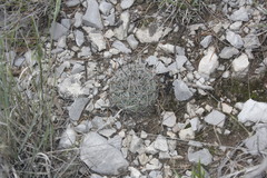 Rapicactus beguinii