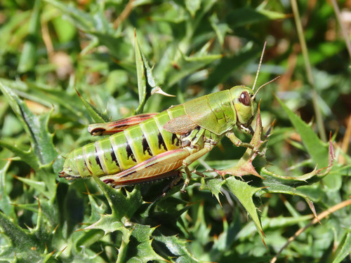 Sibillini Mountain Grasshopper