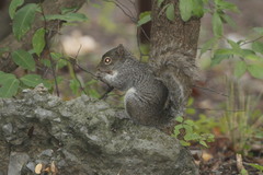 Sciurus alleni