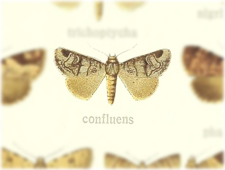 Brevipecten confluens