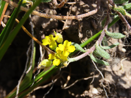 Diffuse Alyssum (Alyssum diffusum)