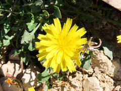 Hypochaeris robertia