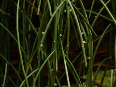 Rhipsalis baccifera