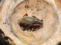 Dodecastichus mastix