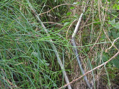 Scleria secans