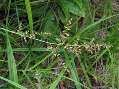 Scleria secans