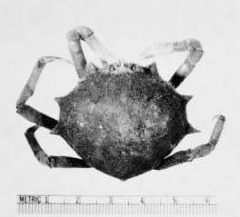 Neodoclea boneti