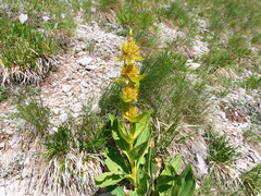 Gentiana lutea lutea