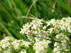 Galium anisophyllon