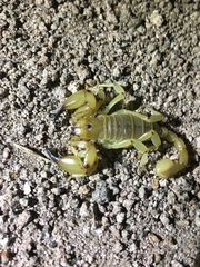 Anuroctonus phaiodactylus