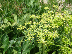 Heracleum sphondylium orsinii