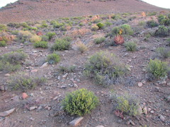 Pteronia empetrifolia