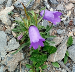 Campanula alpestris