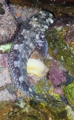 Vermiculated Blenny photo 4