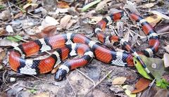 Lampropeltis gentilis