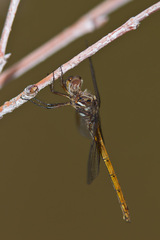 Macrothemis inacuta