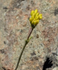 Eriogonum congdonii