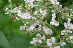Bombus terrestris