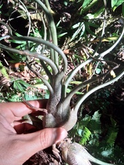Tillandsia butzii