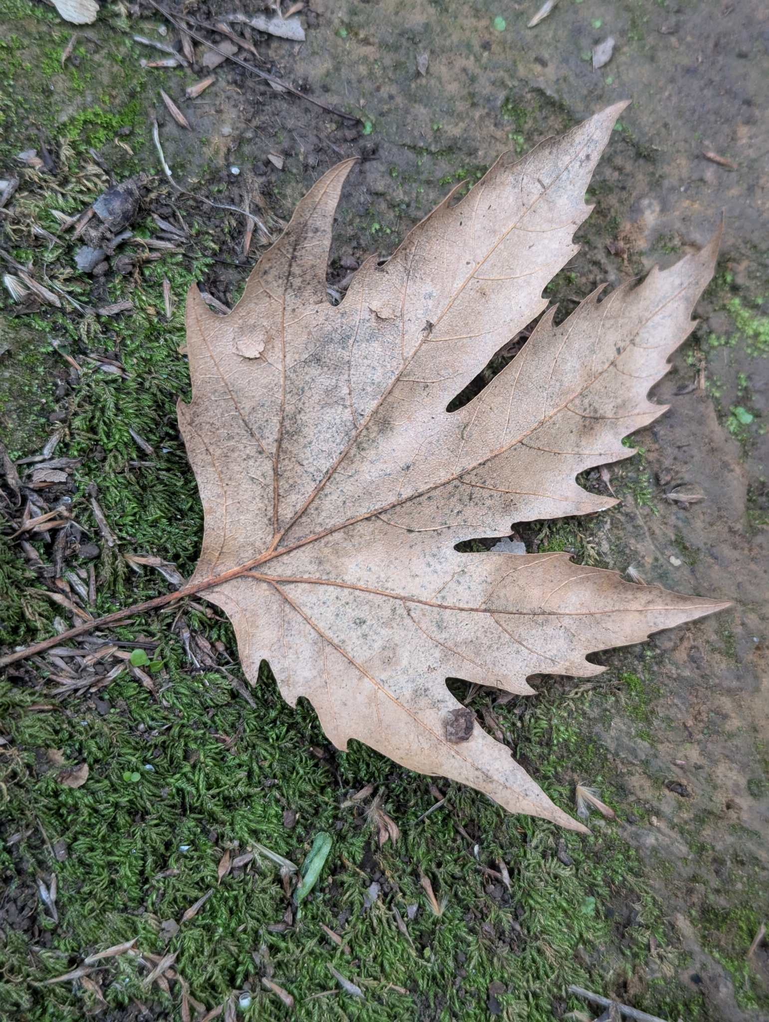 Imagem de Plátano-oriental
