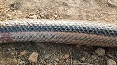 Dieurostus dussumieri