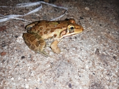 Hoplobatrachus tigerinus