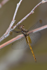 Macrothemis inacuta
