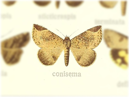 Mecodopsis conisema