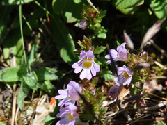 Euphrasia liburnica