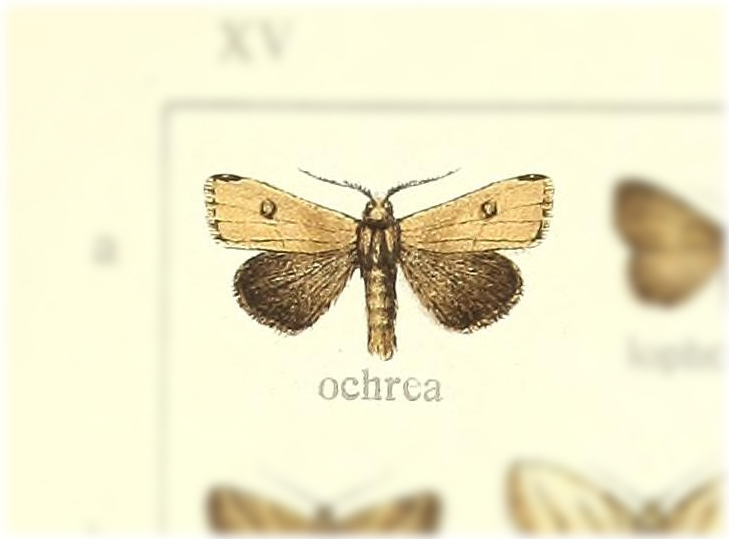 Rivula ochrea