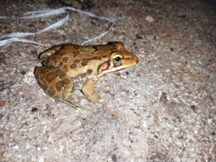 Hoplobatrachus tigerinus