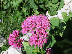 Adenostyles australis