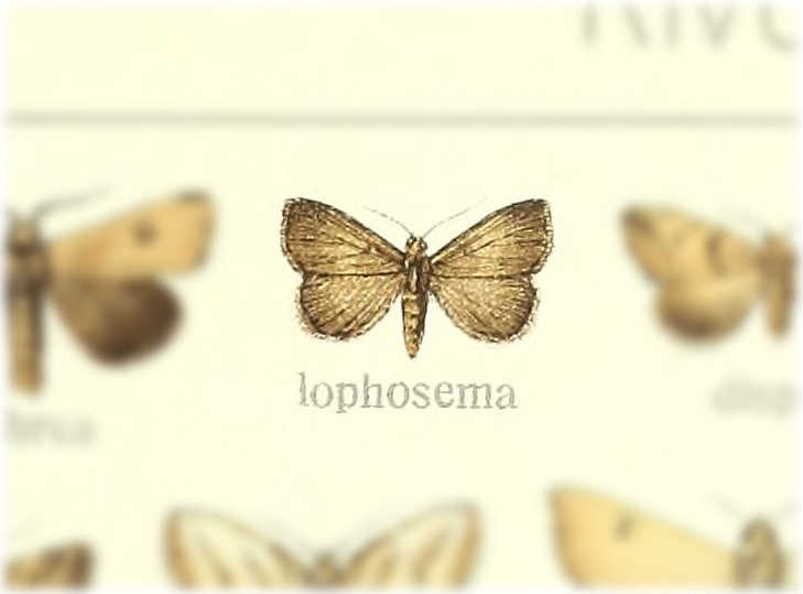 Rivula lophosoma
