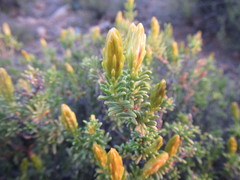 Pteronia empetrifolia