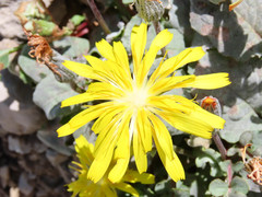 Crepis pygmaea