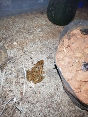 Hoplobatrachus tigerinus