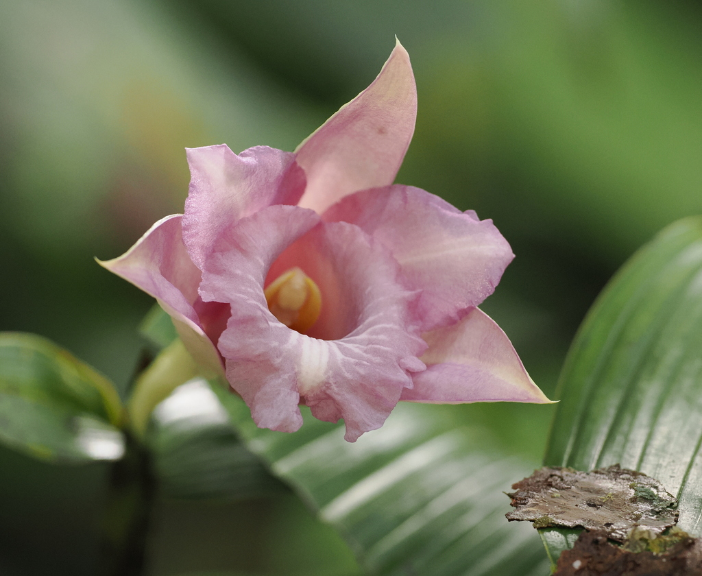 Sobralia gentryi