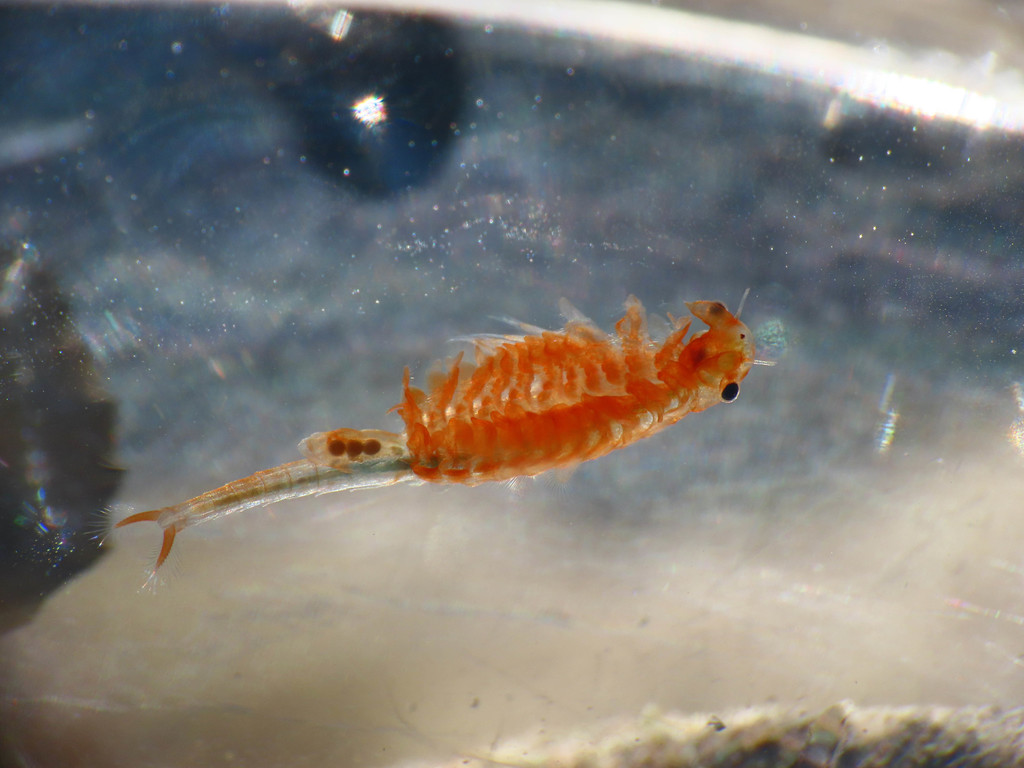 Chirocephalus marchesonii