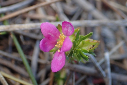 Bauera capitata (Bauera capitata)