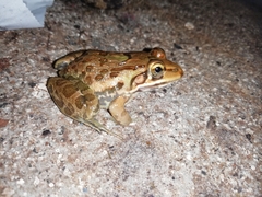 Hoplobatrachus tigerinus