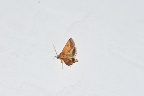 sivkavec tônistý (Pyrrhia umbra)