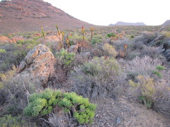 Aloe microstigma microstigma