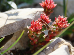 Sedum atratum